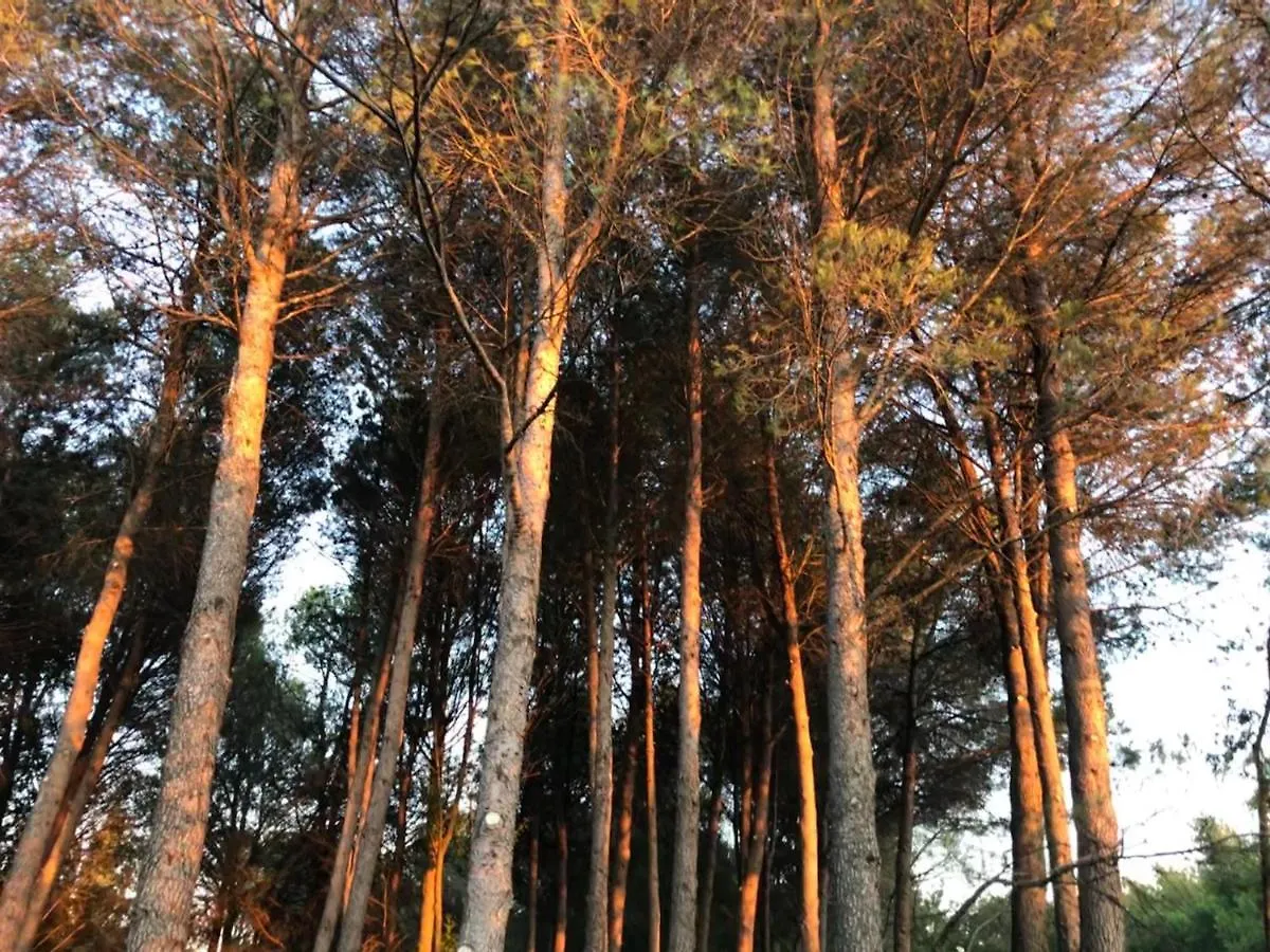 Hébergement de vacances Le Mas de Trévouse Saint-Saturnin-lès-Avignon
